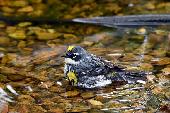 Yellow-rumped Warbler 4-16-17