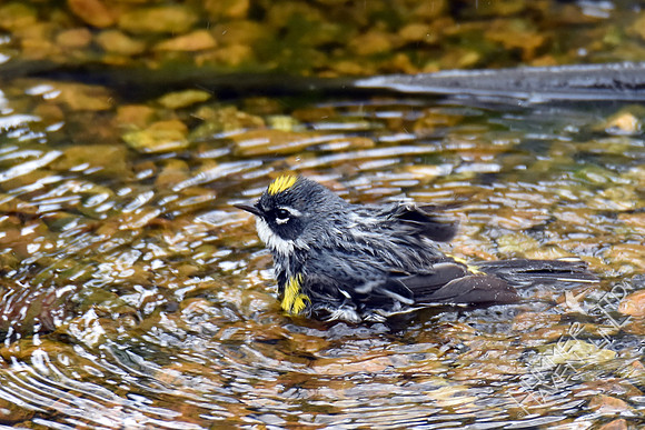 Yellow-rumped Warbler 4-16-17
