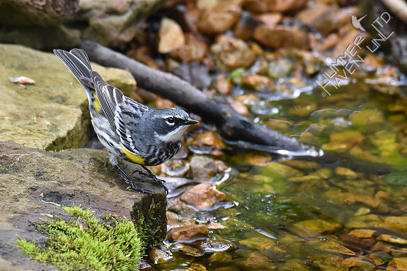 Yellow-rumped Warbler 4-16-17