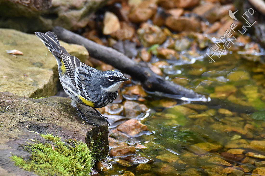 Yellow-rumped Warbler 4-16-17