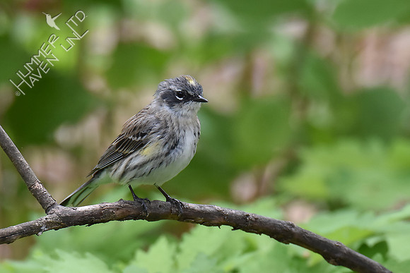 Yellow-rumped Warbler female 4-16-17