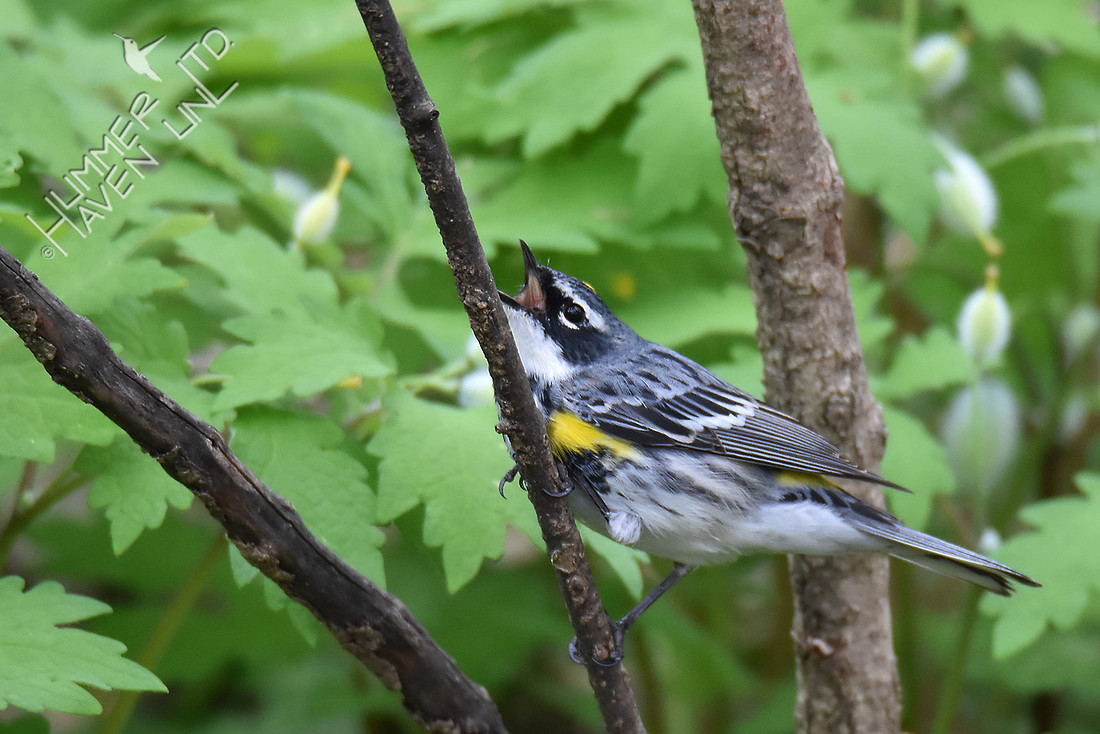 Yellow-rumped Warbler 4-16-17