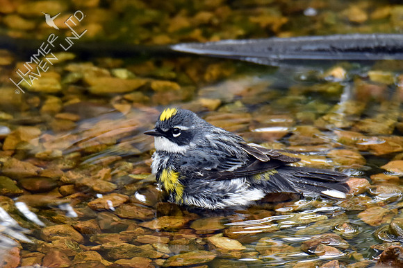 Yellow-rumped Warbler 4-16-17