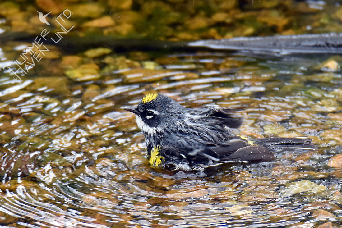 Yellow-rumped Warbler 4-16-17