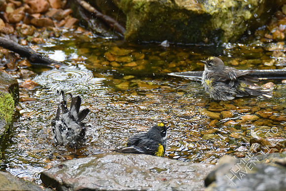 Yellow-rumped Warblers 4-17-17