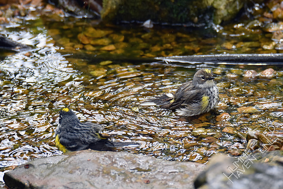 Yellow-rumped Warblers 4-17-17