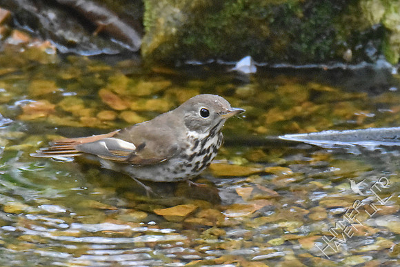 Hermit Thrush 4-17-17