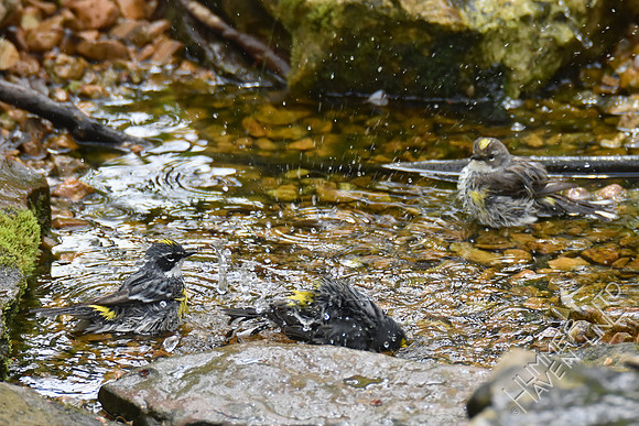 Yellow-rumped Warblers 4-17-17