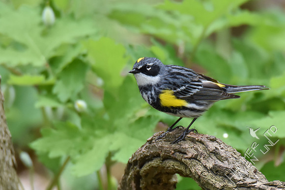 Yellow-rumped Warbler 4-17-17