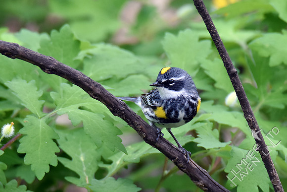 Yellow-rumped Warbler 4-17-17