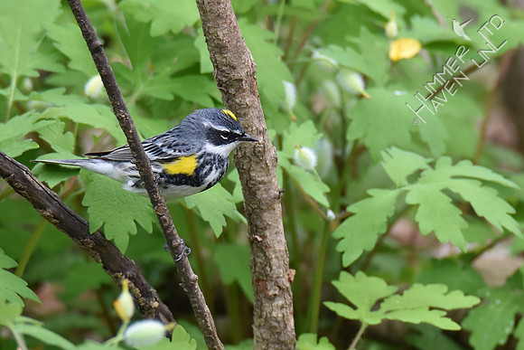Yellow-rumped Warbler 4-17-17