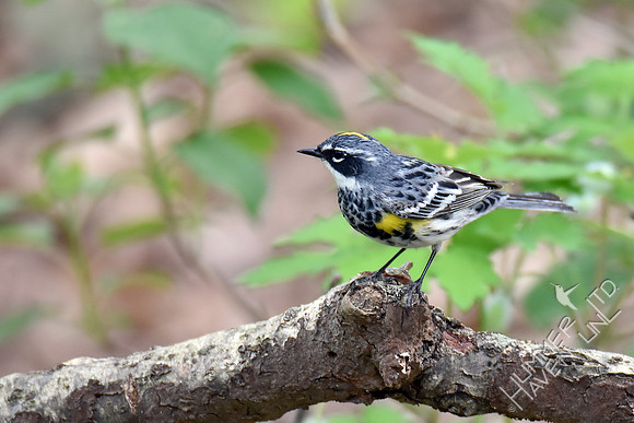 Yellow-rumped Warbler 4-17-17