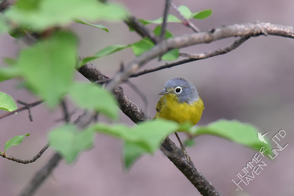 Nashville Warbler 4-17-17
