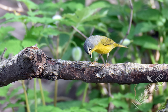 Nashville Warbler 4-17-17