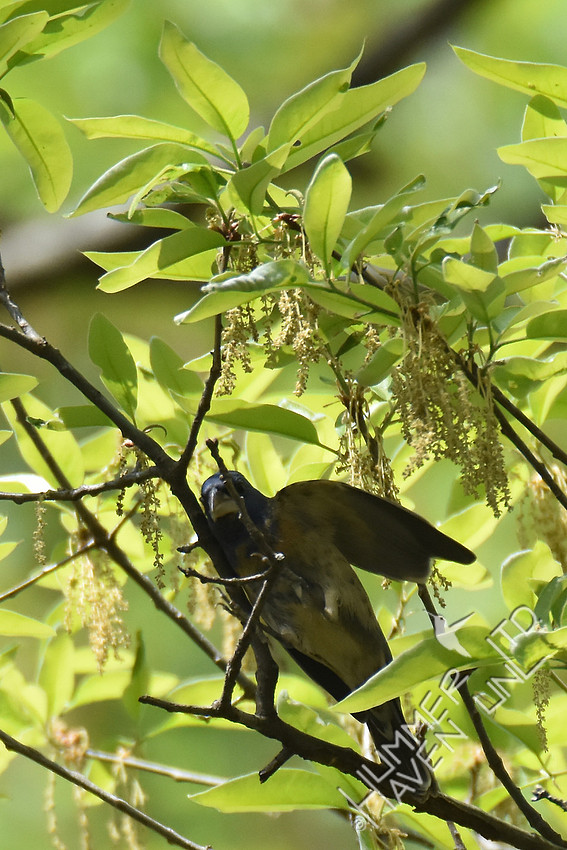 Blue Grosbeak 1st yr male 4-19-17 Documentation early date