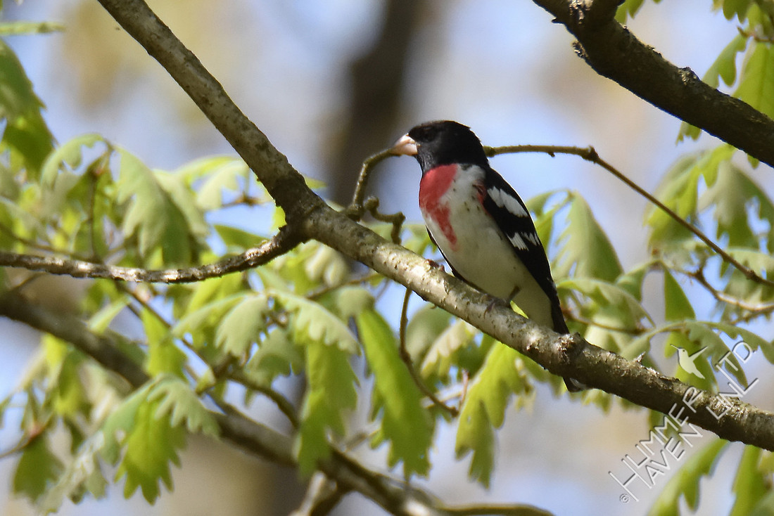 Rose-breasted Grosbeak 4-19-17