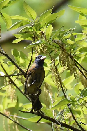 Blue Grosbeak 1st yr male 4-19-17