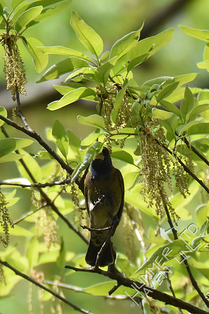 Blue Grosbeak 1st yr male 4-19-17