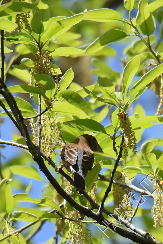 Blue Grosbeak female 4-19-17