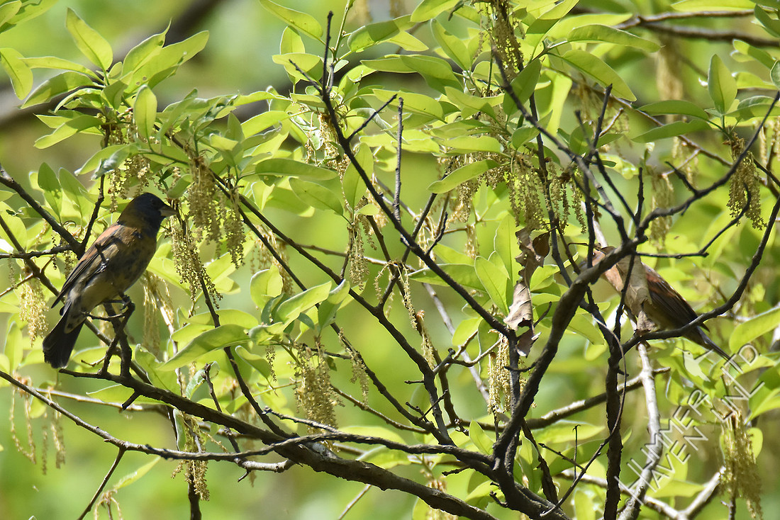 Blue Grosbeak 1st yr male and female  4-19-17
