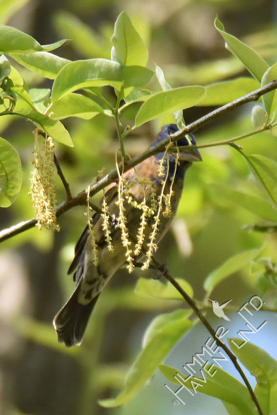 Blue Grosbeak 1st yr male 4-19-17