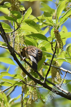 Blue Grosbeak female 4-19-17