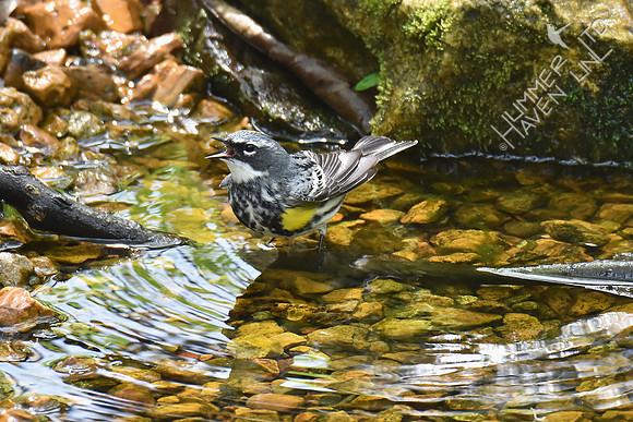 Yellow-rumped Warbler 4-19-17