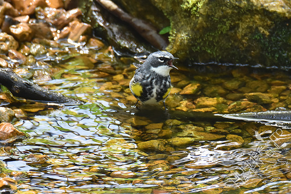Yellow-rumped Warbler 4-19-17