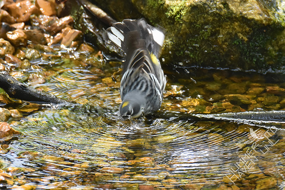 Yellow-rumped Warbler 4-19-17