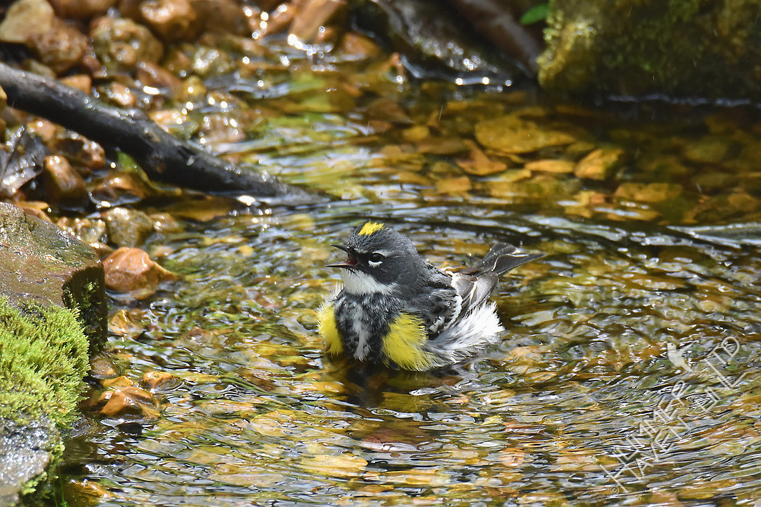 Yellow-rumped Warbler 4-19-17