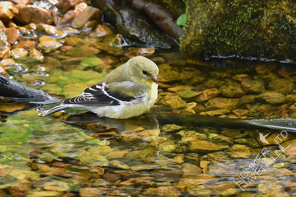 American Goldfinch 4-19-17