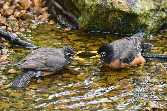 American Robins 4-19-17