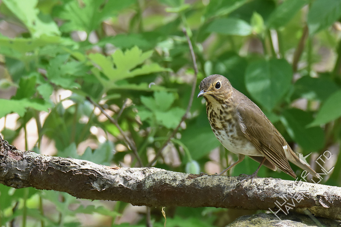 Swainson's Thrush 4-19-17