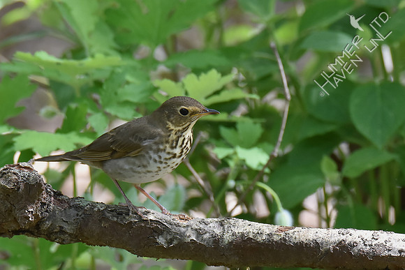 Swainson's Thrush   4-19-17
