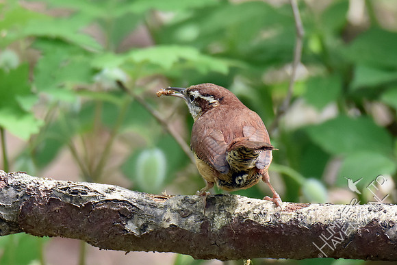 Carolina Wren with insect 4-18-17