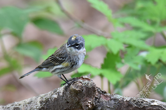 Yellow-rumped Warbler female 4-18-17