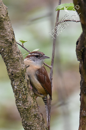 Carolina Wren 4-18-17