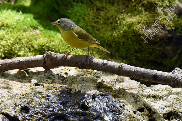 Nashville Warbler 4-18-17