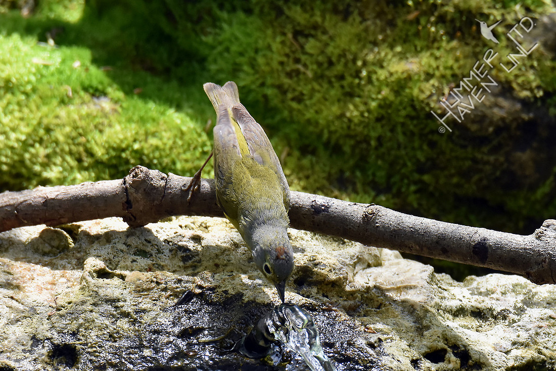Nashville Warbler 4-18-17
