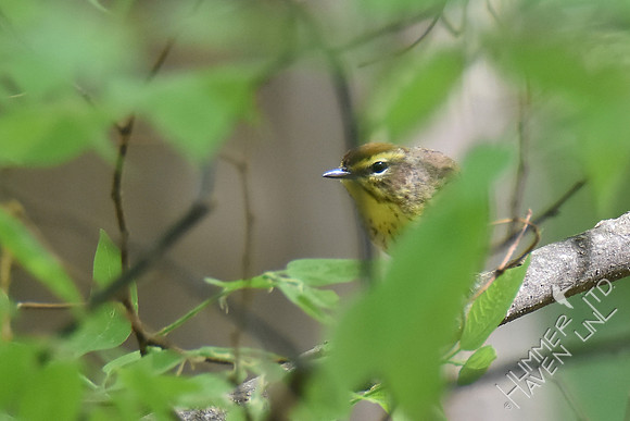 Palm Warbler 4-20-17