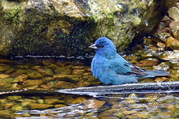 Indigo Bunting 4-20-17