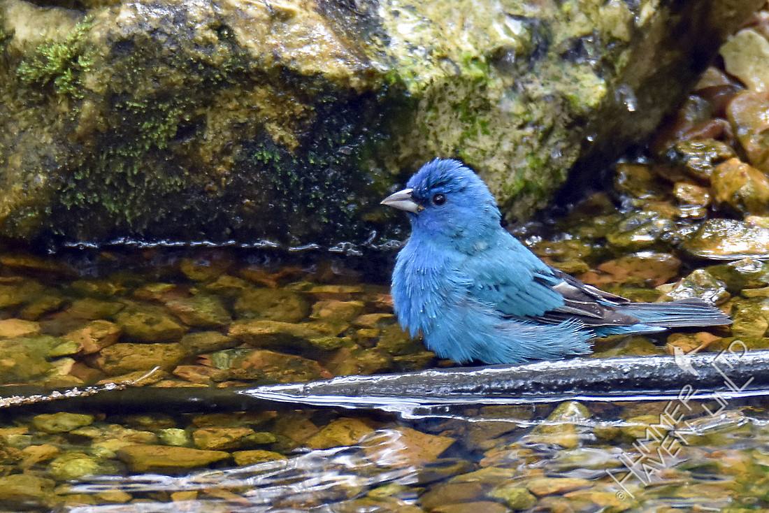 Indigo Bunting 4-20-17