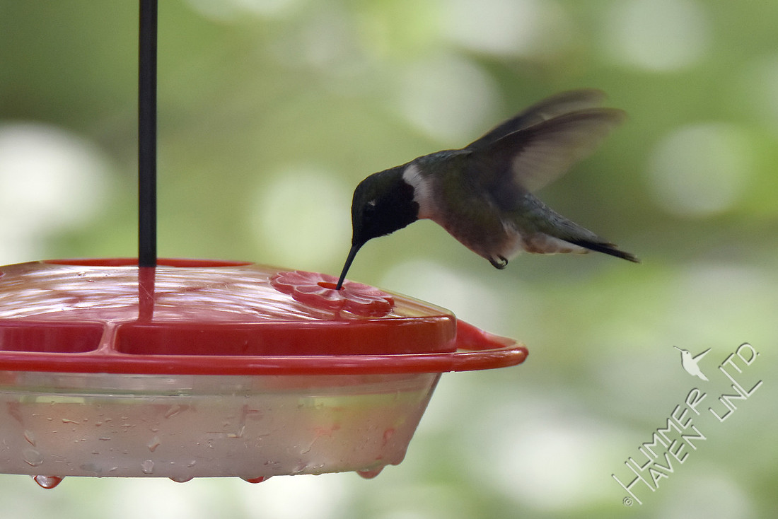 Ruby-throated Hummingbird 4-20-17