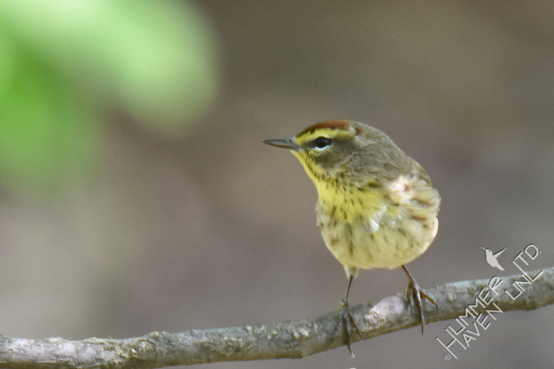 Palm Warbler 4-20-17