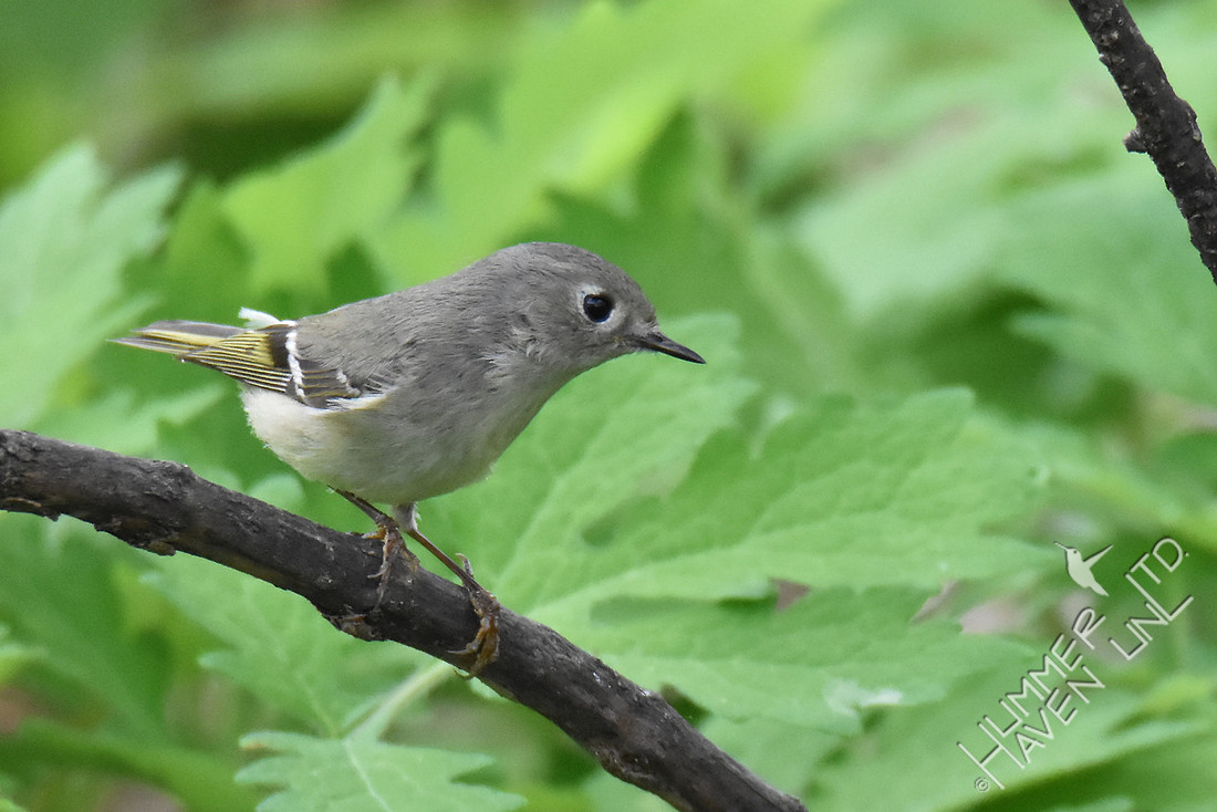 Ruby-crowned Kinglet 4-20-17