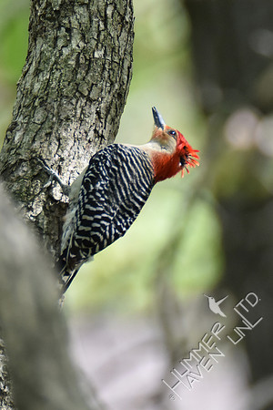 Red-bellied Woodpecker 4-20-17
