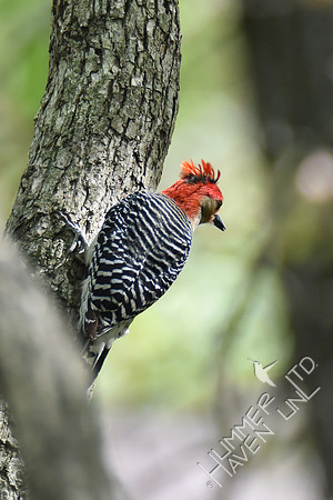 Red-bellied Woodpecker 4-20-17