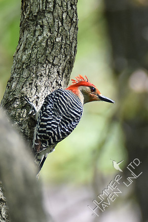 Red-bellied Woodpecker 4-20-17