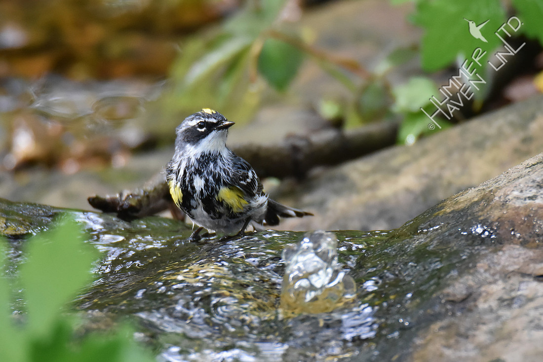 Yellow-rumped Warbler 4-19-17