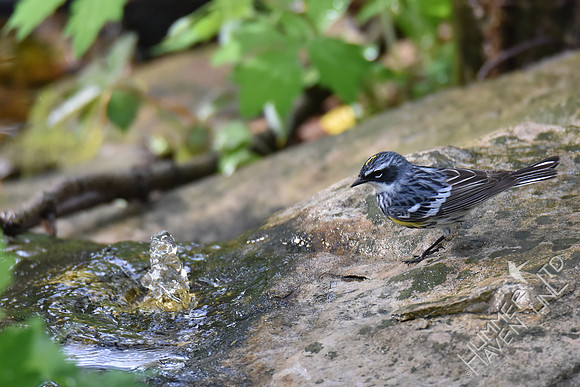 Yellow-rumped Warbler 4-19-17